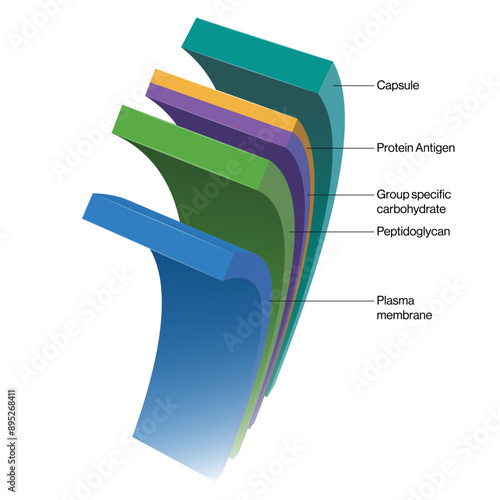 Detailed Vector Illustration of Streptococcus Pyogenes Membrane Layer Structure, Bacterial Cell Wall on White Background.