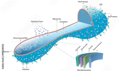 Detailed and Labeled Vector Illustration of Corynebacterium Diphtheriae, Scientific Diagram on White Background.