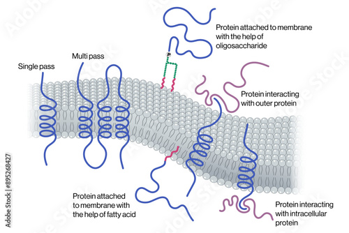Detailed Vector Illustration of Protein Attachment to Lipid Layer on White Background, Membrane Protein Binding, Cell Membrane Interaction, Scientific Diagram.
