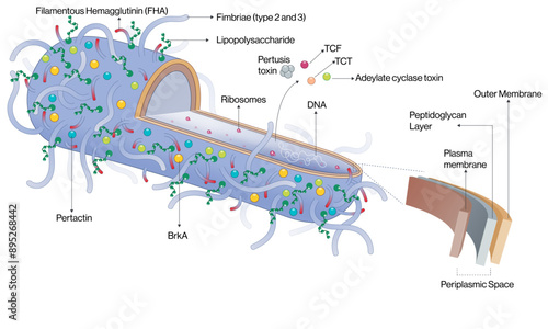 Detailed and Labeled Vector Illustration of Bordetella Pertussis, Scientific Diagram on White Background.