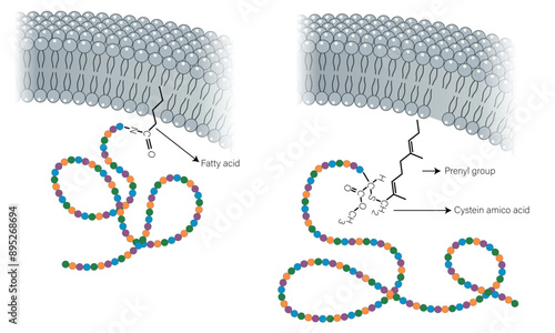 Detailed Vector Illustration of Extrinsic Protein Attachment to Lipid Bilayer on White Background.