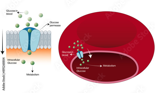 Glucose Transport in RBCs Vector Illustration, Principle and Mechanism on White Background, Cellular Glucose Uptake, Scientific Research, Molecular Biology.