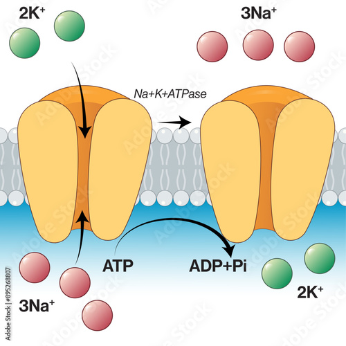 Sodium Potassium Pump Vector Illustration: Detailed Scientific Diagram of Ion Transport Mechanism on White Background.