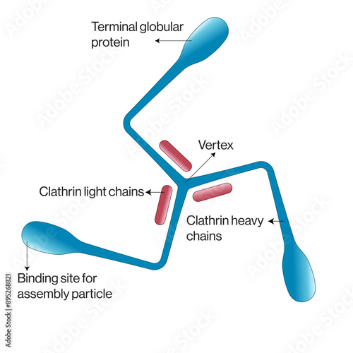 Clathrin Structure Vector Illustration, Cellular Protein Complex on White Background, Endocytic Mechanism, Molecular Assembly, Science Graphic, Detailed Scientific Image. photo