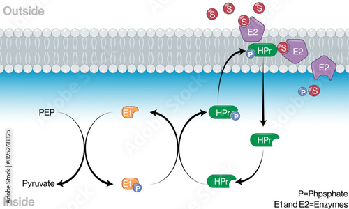 Vector Illustration of Phosphotransferase System of Glucose in E. coli Group Translocation