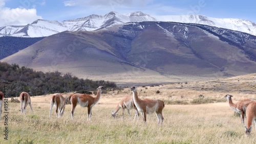 a herd of guanaco grazing in front of snow covered mountains at torres del paine national park in patagonia, chile