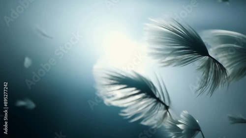 blue feather background