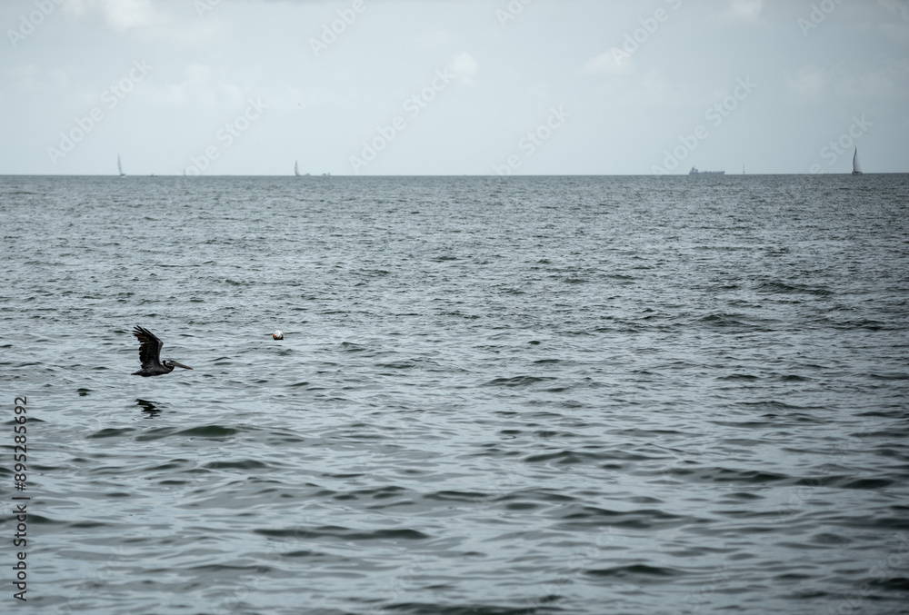 Obraz premium Bird Over Water