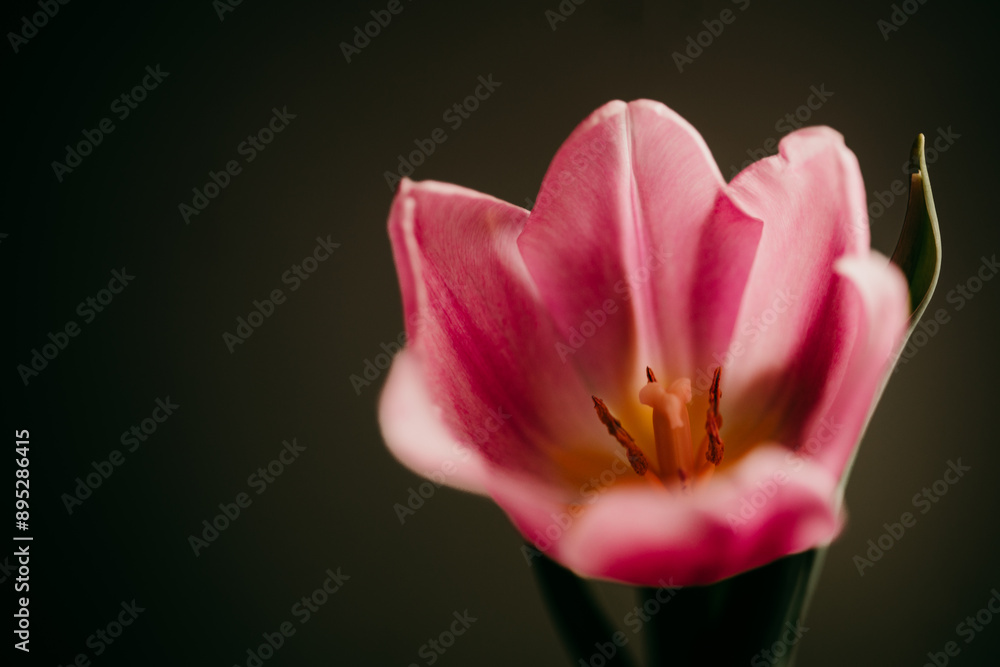 tulip tulip
