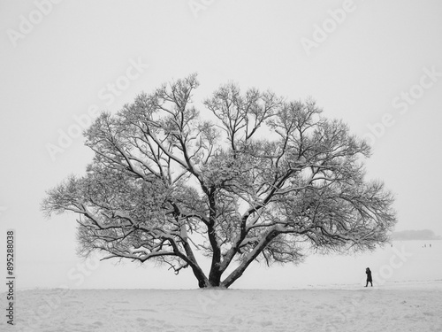 Huge snowy tree and figure of human in winter