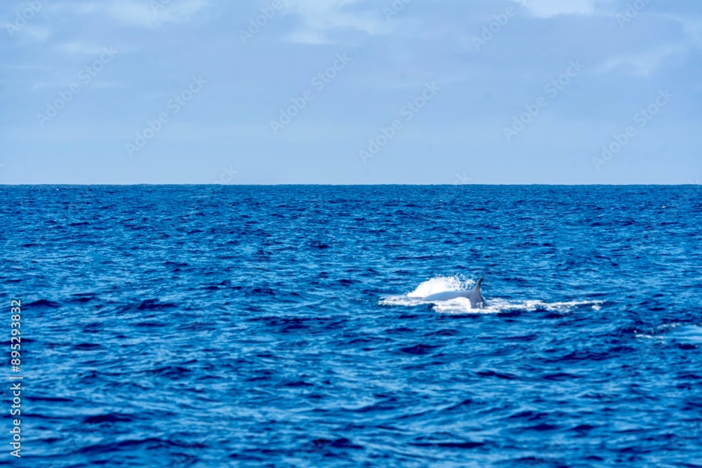The Top and Dorsal Fin of a Fin Whale Swimming in the Pacific Ocean