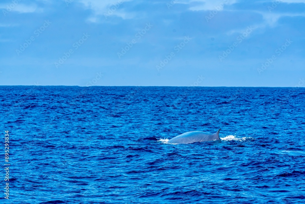 The Top and Dorsal Fin of a Fin Whale Swimming in the Pacific Ocean