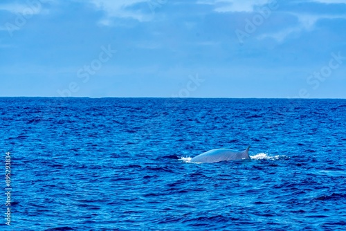 Obraz na płótnie The Top and Dorsal Fin of a Fin Whale Swimming in the Pacific Ocean w salonie