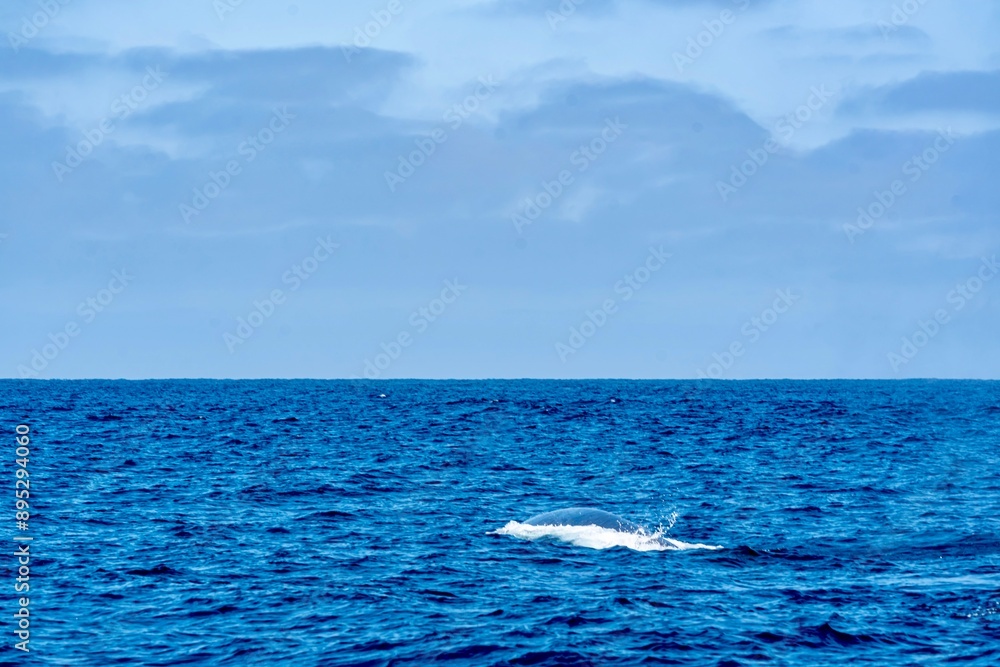The Top and Dorsal Fin of a Fin Whale Swimming in the Pacific Ocean