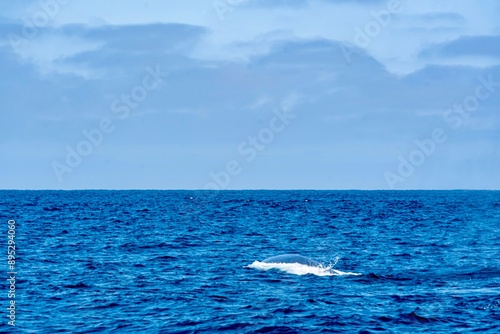 Obraz na płótnie The Top and Dorsal Fin of a Fin Whale Swimming in the Pacific Ocean w salonie
