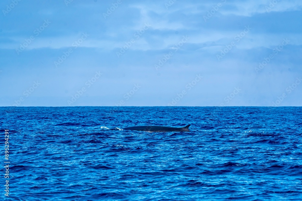 The Top and Dorsal Fin of a Fin Whale Swimming in the Pacific Ocean