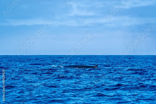 Obraz na płótnie The Top and Dorsal Fin of a Fin Whale Swimming in the Pacific Ocean w salonie