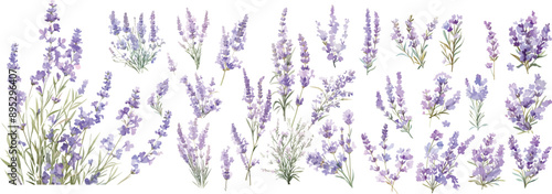 lavender watercolor clipart