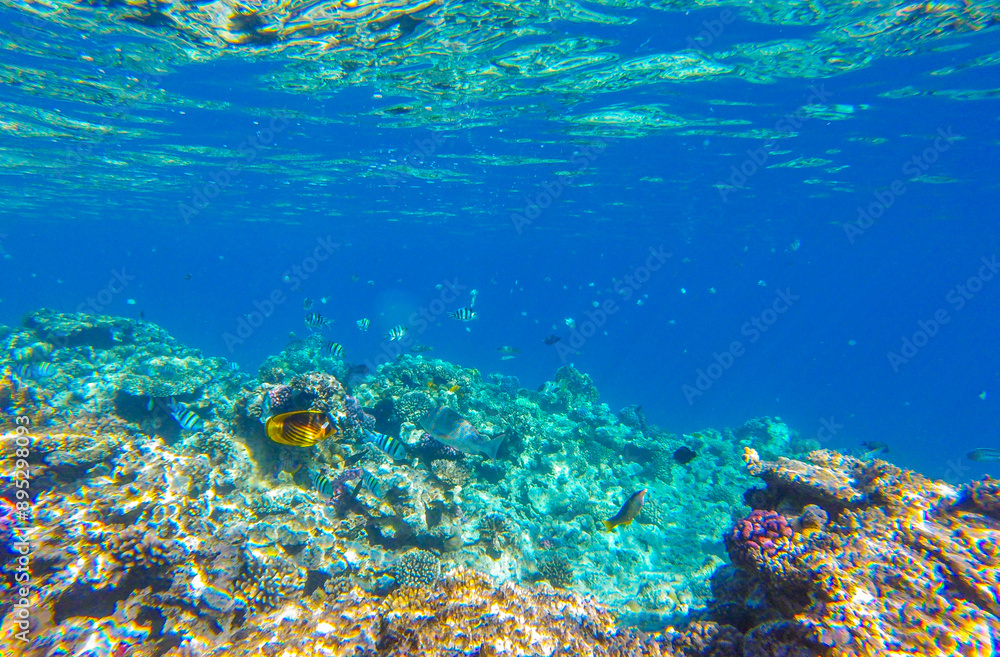 Fototapeta premium fish and coral for summer sea background