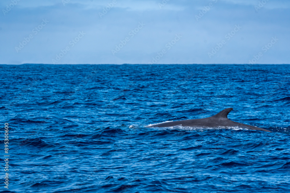 The Top and Dorsal Fin of a Fin Whale Swimming in the Pacific Ocean
