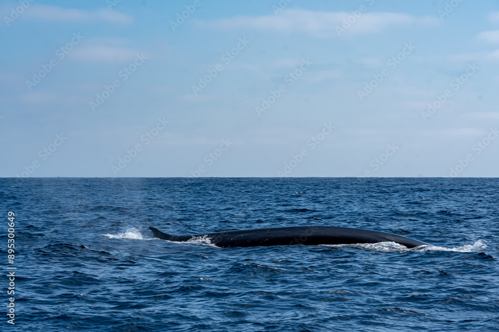 The Top and Dorsal Fin of a Fin Whale Swimming in the Pacific Ocean