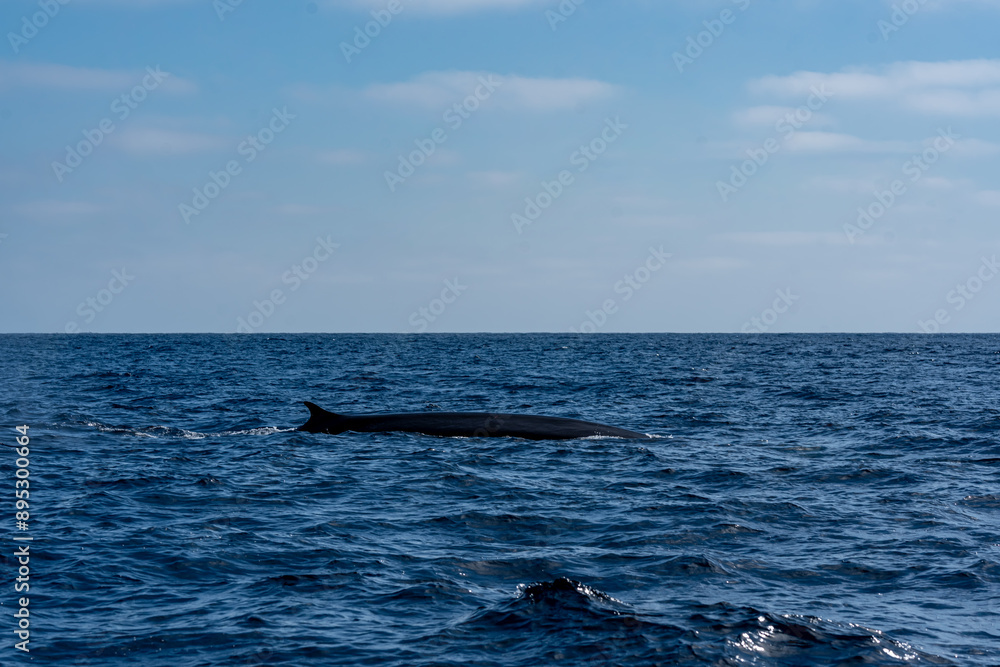 The Top and Dorsal Fin of a Fin Whale Swimming in the Pacific Ocean