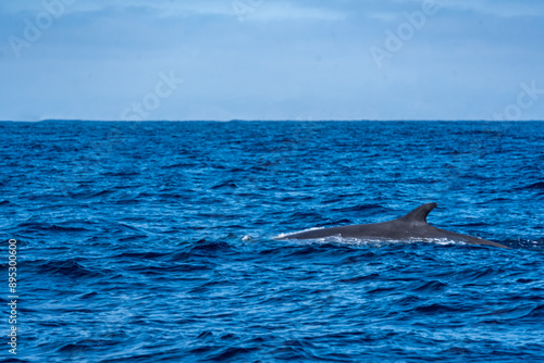 Obraz na płótnie The Top and Dorsal Fin of a Fin Whale Swimming in the Pacific Ocean w salonie