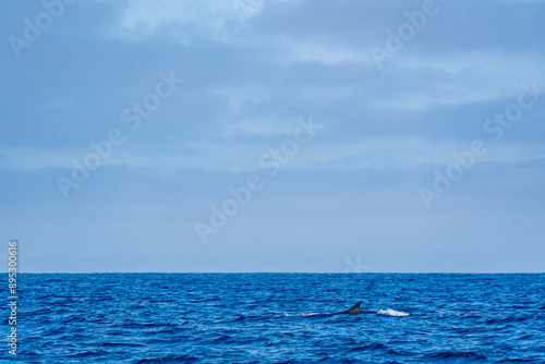 Obraz na płótnie The Top and Dorsal Fin of a Fin Whale Swimming in the Pacific Ocean w salonie