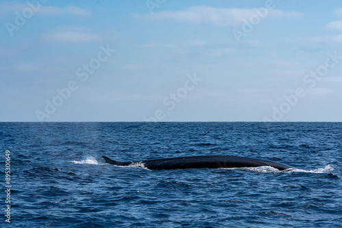 The Top and Dorsal Fin of a Fin Whale Swimming in the Pacific Ocean