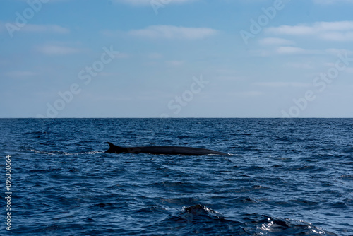Obraz na płótnie The Top and Dorsal Fin of a Fin Whale Swimming in the Pacific Ocean w salonie