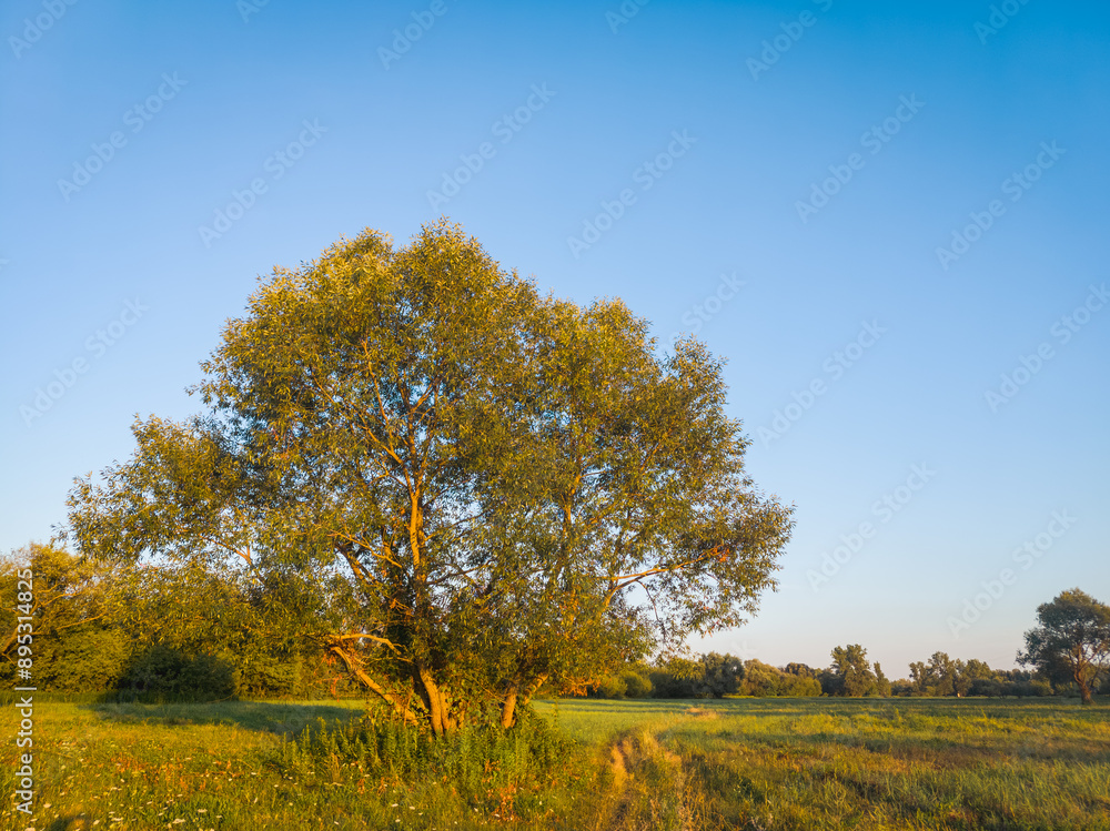 Fototapeta premium Willow tree growing in the riparian zone by the footpath in summer.