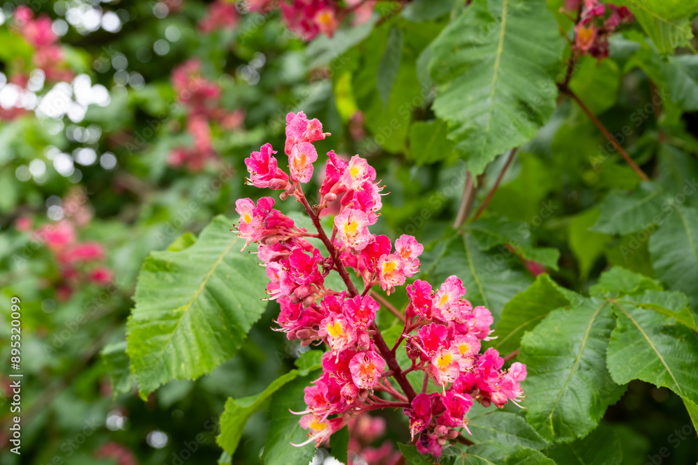 Closeup of bright pink and yellow flowers of a Ruby Red Horse Chestnut blooming at the end of a branch, as a nature background
Closeup of bright pink and yellow flowers of a Ruby Red Horse Chestnut blooming at the end of a branch, as a nature background