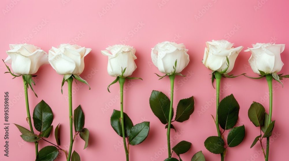 Fototapeta premium White roses in a row on pink background with one standing out Creamy flowers arranged with copy space flat lay view for events