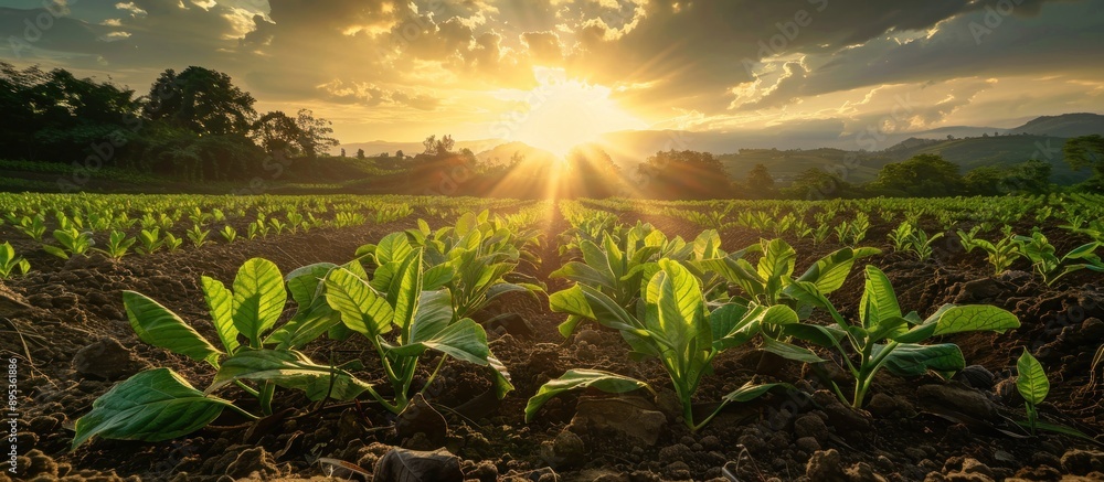 Sun Rays Illuminating Tobacco Plantation Sun Rays Illuminating Tobacco Plantation