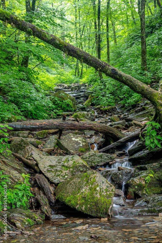 Fototapeta premium mountain stream