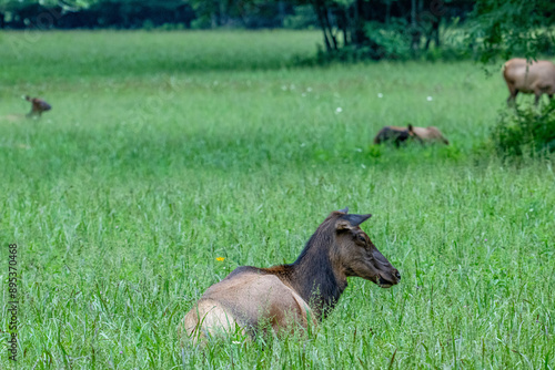 elk, cherokee, deer, animal, stag, wildlife, antlers, mammal, nature, wild, buck, forest, horns, antelope, brown, antler, grass, hunting, park, beautiful, elk, green, red deer, animals, reindeer, aler photo