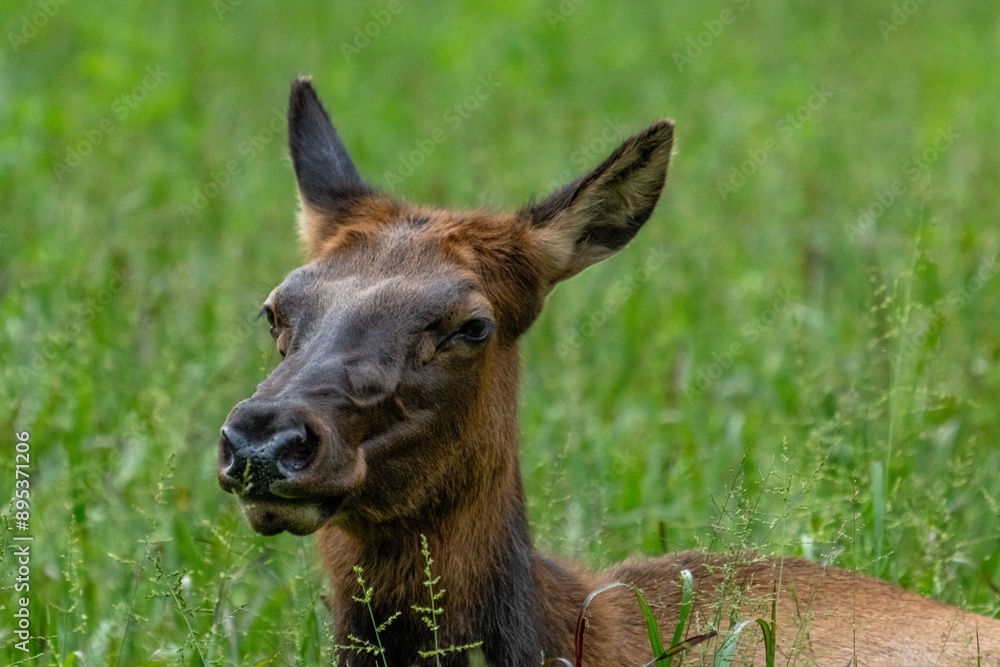 elk elk