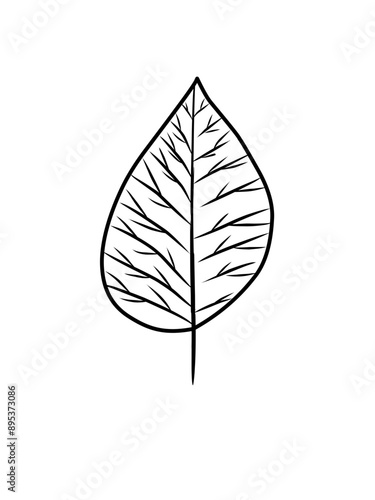 Outline monstera leaf. Hand drawn sketch black and white tropical plants vector illustration. Palm leaf line art. Engraved style.