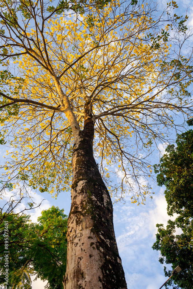Fototapeta premium tree in the park, árvores 