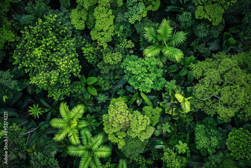 Aerial view of dense green forest canopy.