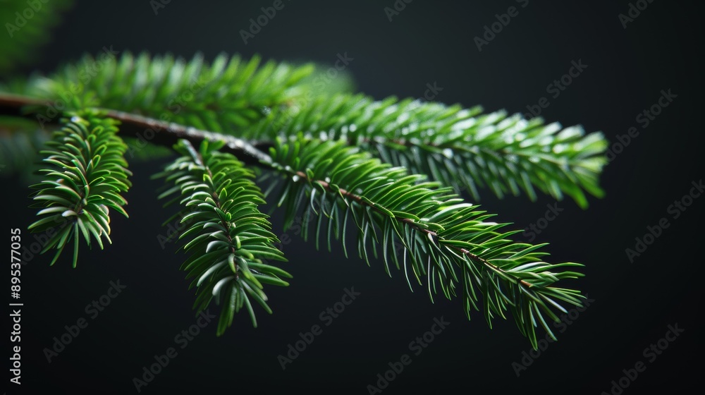A leafy green branch of a tree is shown in a black background A leafy green branch of a tree is shown in a black background