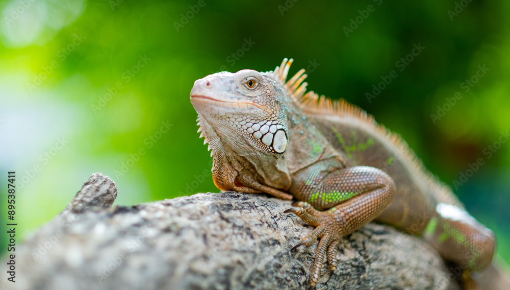 lizard, animal, green lizard with blur background