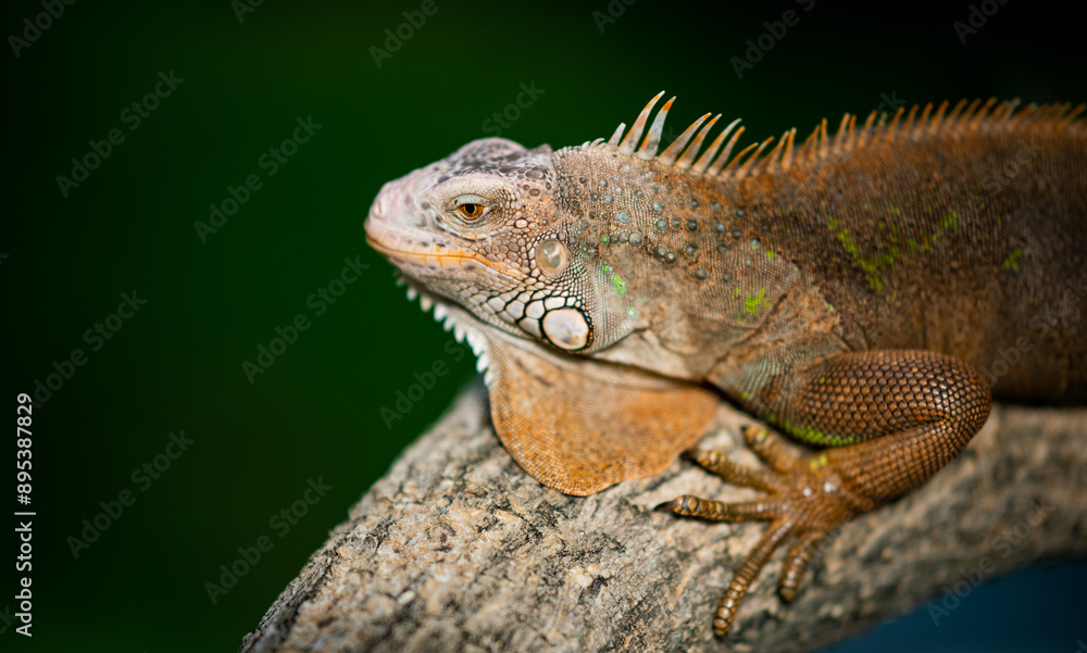 Fototapeta premium lizard, animal, green lizard with blur background