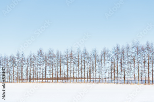 Line of bare trees in snowy winter landscape