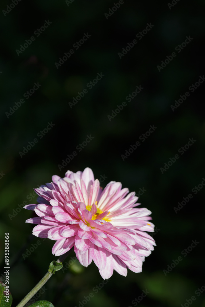 Bright pink chrysanthemum flower petals on dark background