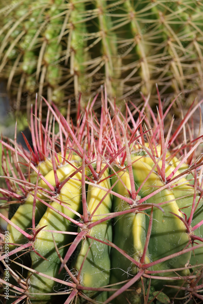 Obraz premium Ferocactus 1