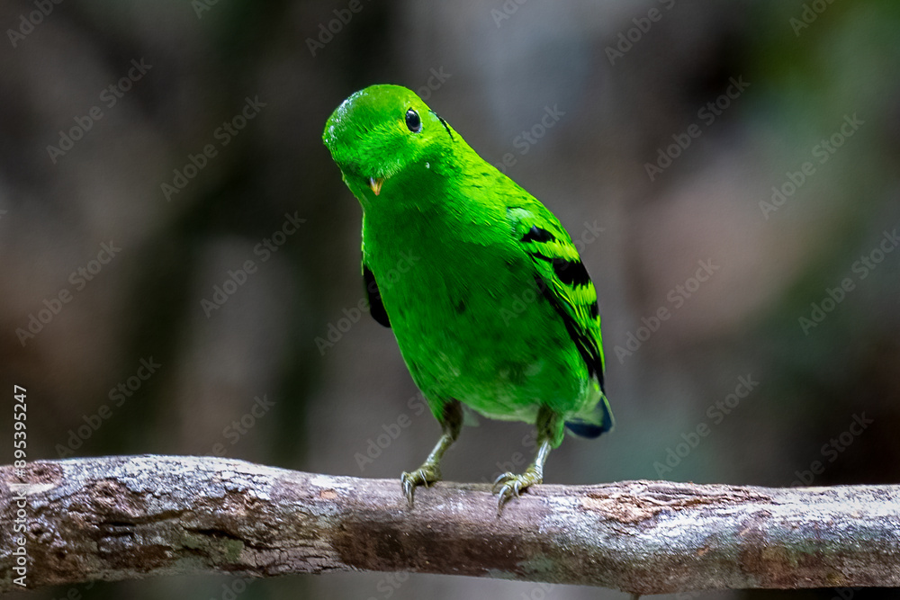 Green Broadbill, It is a beautiful bird in nature in Thailand. Green Broadbill, It is a beautiful bird in nature in Thailand.