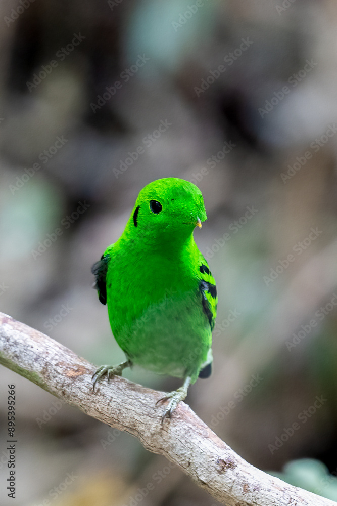 Green Broadbill, It is a beautiful bird in nature in Thailand. Green Broadbill, It is a beautiful bird in nature in Thailand.