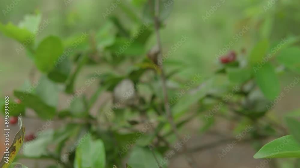 A close-up of a small branch with leaves and buds in a lush green garden A close-up of a small branch with leaves and buds in a lush green garden