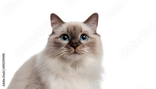 Closeup portrait happy Birman cat sitting isolated on white background. 